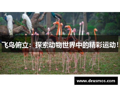 飞鸟俯立:探索动物世界中的精彩运动!